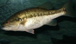 Largemouth_bass_fish_underwater_animal_in_natural_habitat_micropterus_salmoides.jpg